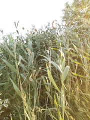 Phragmites australis altissimus