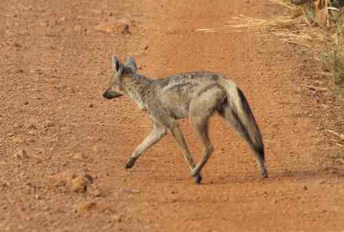 Side-striped Jackal