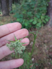 Silphiodaucus prutenicus