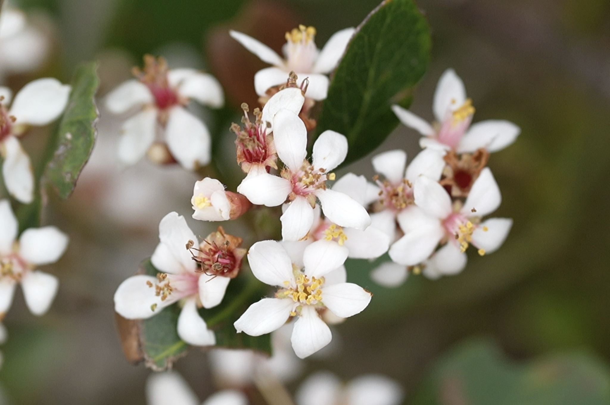 Image of Rhaphiolepis indica by (c) Andrew Lai, some rights reserved (CC BY)