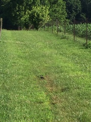 Charadrius vociferus