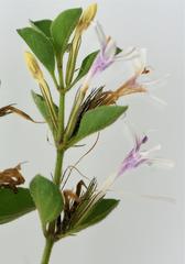 Dyschoriste rogersii