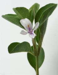 Dyschoriste rogersii