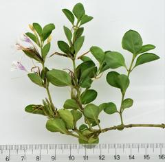 Dyschoriste rogersii