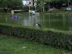 Nycticorax nycticorax