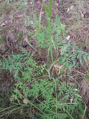Silphiodaucus prutenicus