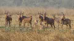 Alcelaphus buselaphus major