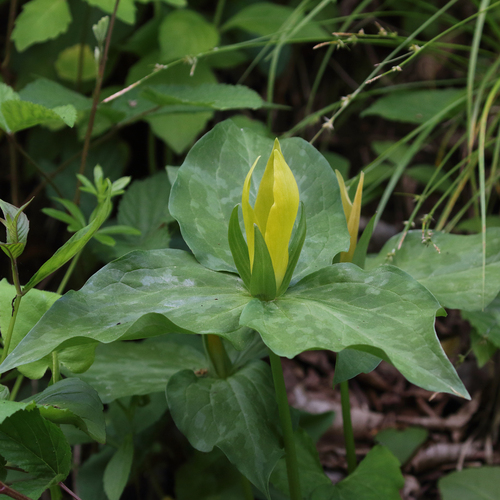 Trillium luteum
