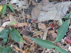 Micrurus nigrocinctus