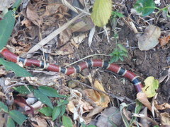 Micrurus nigrocinctus