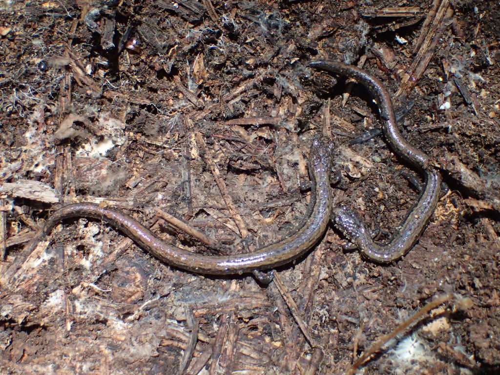 Relictual Slender Salamander