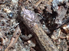 Batrachoseps relictus