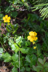 Potentilla flabellifolia