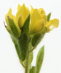 Leobordea divaricata