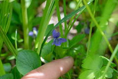 Viola adunca adunca