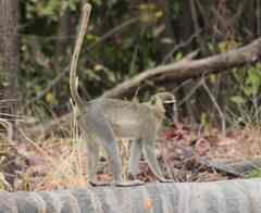 Chlorocebus tantalus