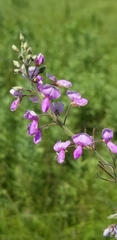 Desmodium illinoense