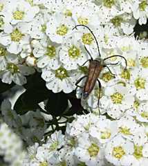 Trachysida mutabilis