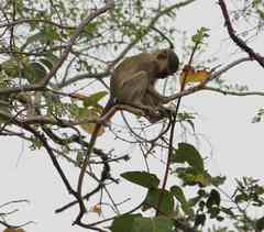 Chlorocebus tantalus