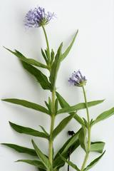 Pentanisia prunelloides