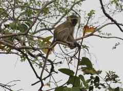 Chlorocebus tantalus