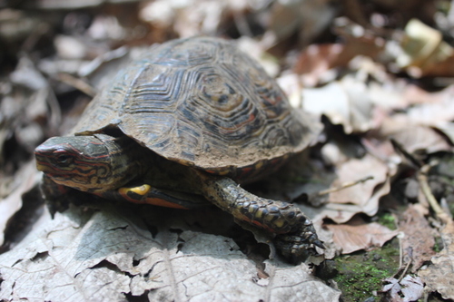 Rhinoclemmys pulcherrima