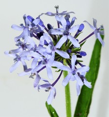 Pentanisia prunelloides