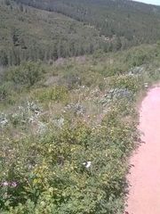 Myricaceae