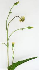 Sonchus wilmsii