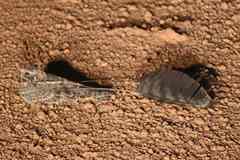 Caprimulgus longipennis