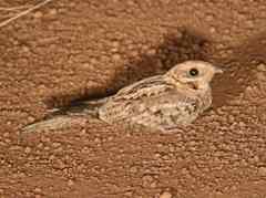 Caprimulgus longipennis