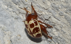 Notozona rufofusca