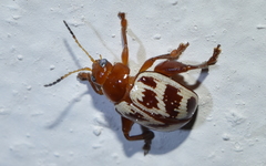 Notozona rufofusca
