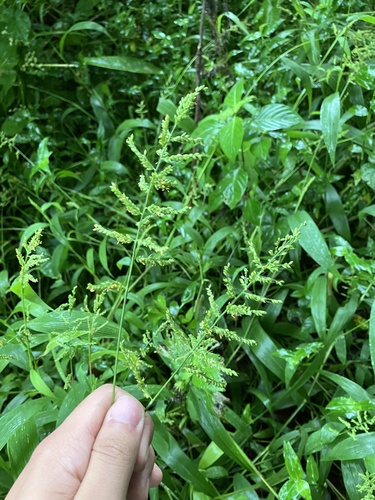 Setaria barbata observed 2024-10-31