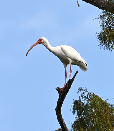 White Ibis photographed in Mississippi