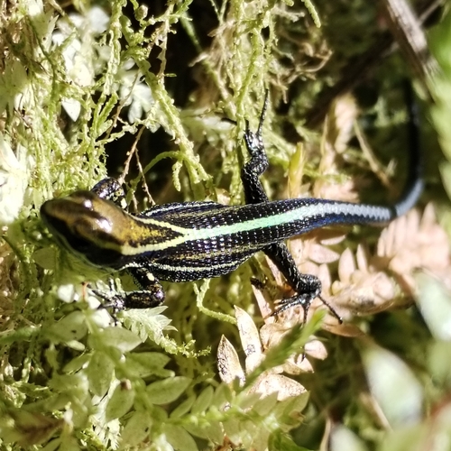 Uzzell's Prionodactylus, Pholidobolus dicrus