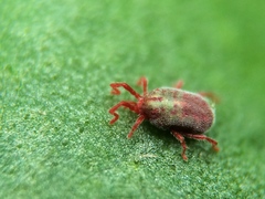 Balaustium