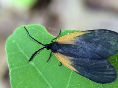 Pyromorpha dimidiata