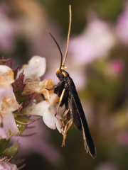 Lecithocera terrigena