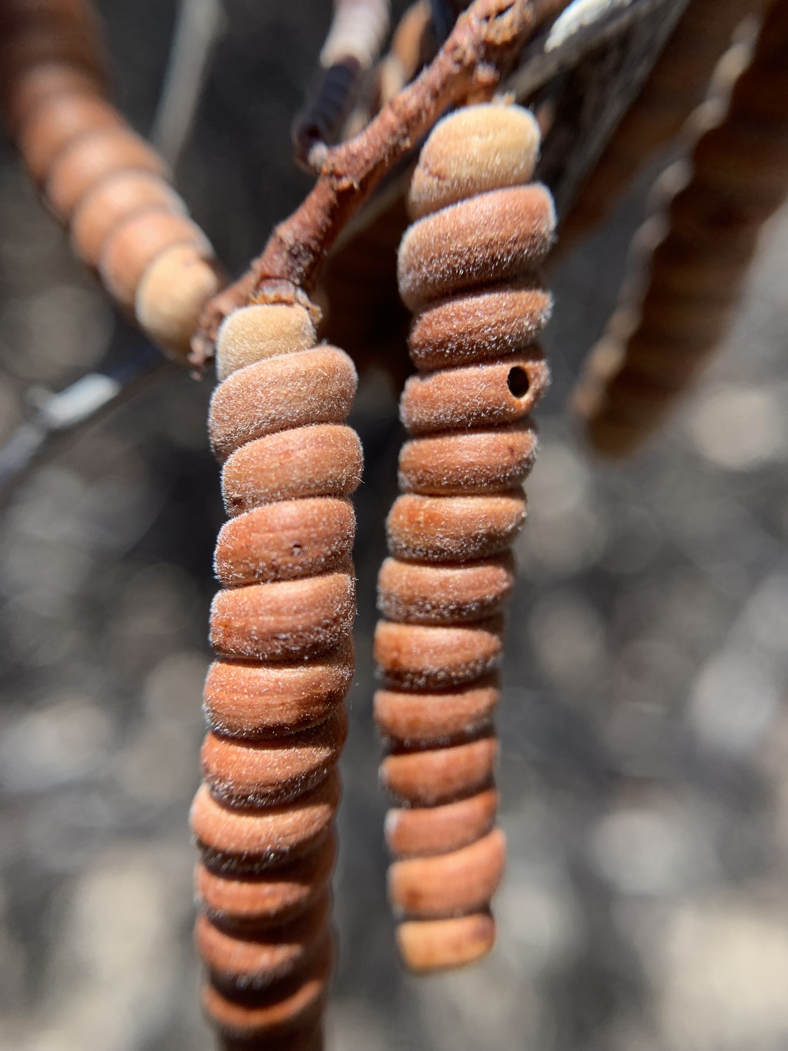 Strombocarpa pubescens