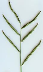 Urochloa mosambicensis