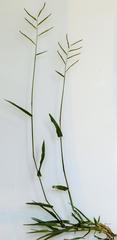 Urochloa mosambicensis