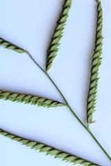 Urochloa mosambicensis