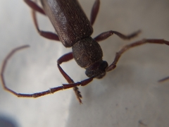 Geropa concolor