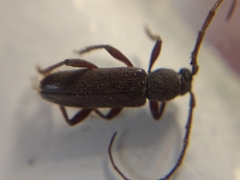 Geropa concolor