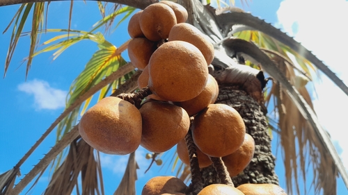 Ilala palm