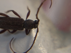 Geropa concolor