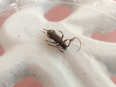 Geropa concolor