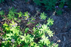 Lupinus breweri