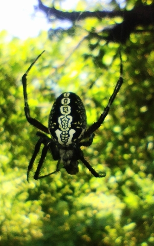 Western Spotted Orbweaver, 60760 Parácuaro, Mich., México, photo 9 of 10